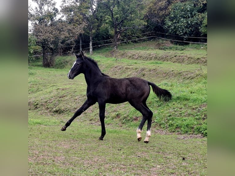 Rijnlander Hengst Veulen (06/2025) 165 cm Bruin in Kozina