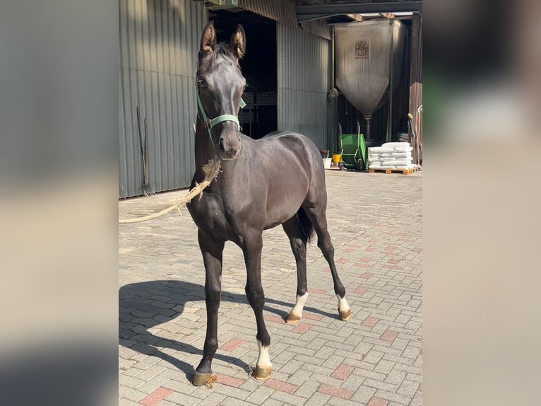 Rijnlander Hengst Veulen (03/2025) 170 cm Donkerbruin in Ascheberg