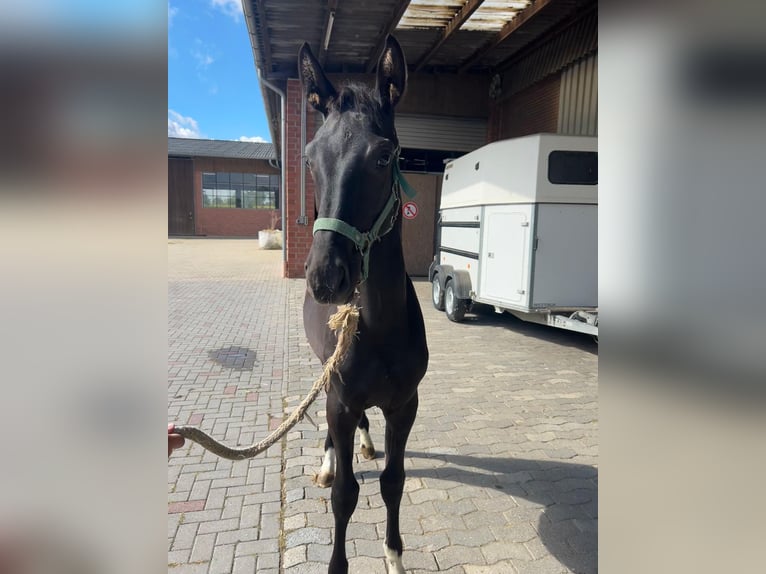 Rijnlander Hengst Veulen (03/2025) 170 cm Donkerbruin in Ascheberg