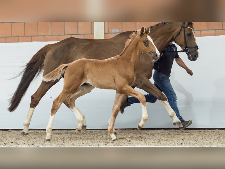 Rijnlander Hengst Veulen (03/2026) 170 cm Vos in Eschweiler