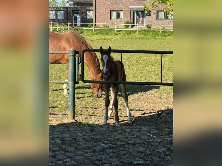 Rijnlander Hengst Veulen (03/2026) 170 cm Vos in Eschweiler