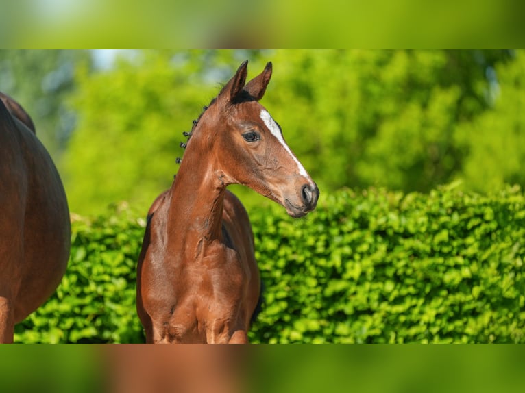 Rijnlander Hengst  Bruin in Mnchengladbach