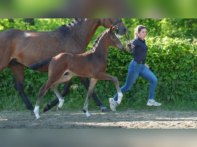 Rijnlander Hengst  Bruin in Mnchengladbach
