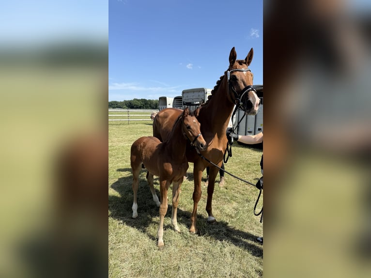 Rijnlander Hengst  Bruin in Viersen