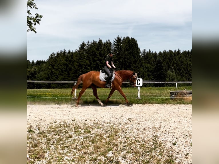 Rijnlander Merrie 10 Jaar 160 cm Vos in Adelshofen