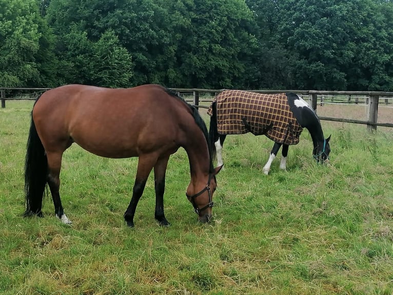 Rijnlander Merrie 10 Jaar 161 cm Bruin in Erkrath