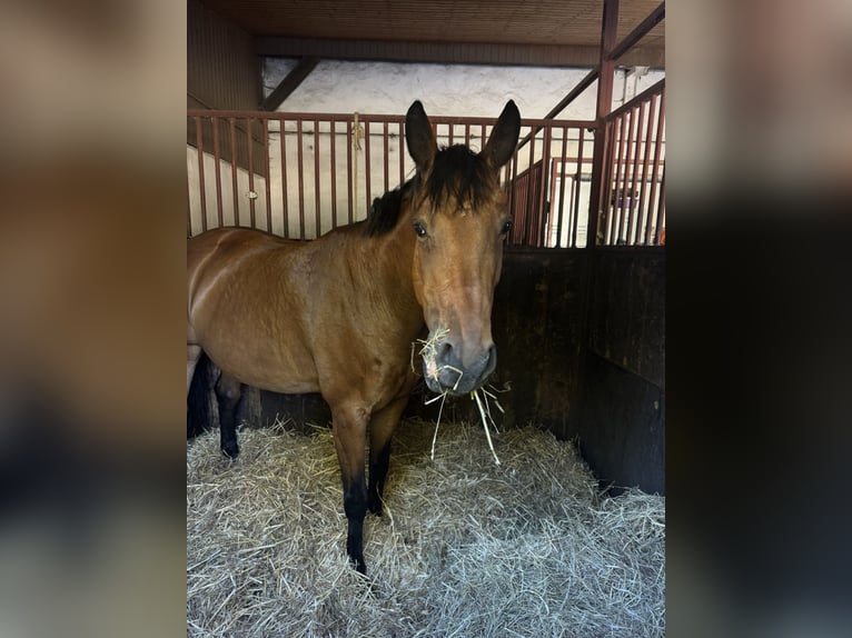 Rijnlander Merrie 10 Jaar 161 cm Bruin in Erkrath