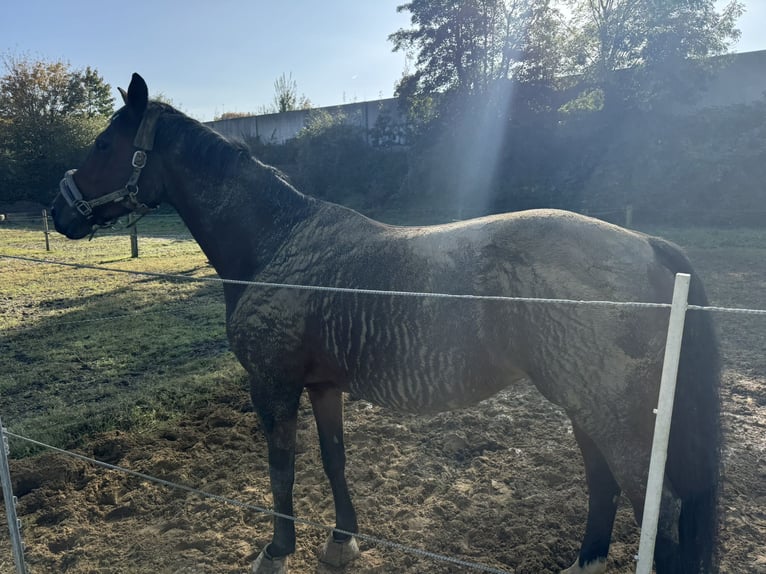 Rijnlander Merrie 10 Jaar 161 cm Bruin in Erkrath