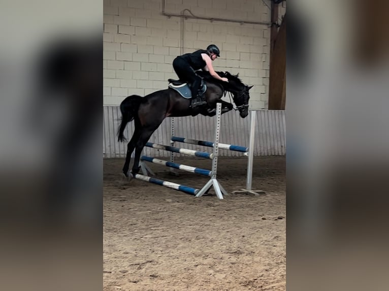 Rijnlander Merrie 10 Jaar 165 cm Bruin in Schenklengsfeld