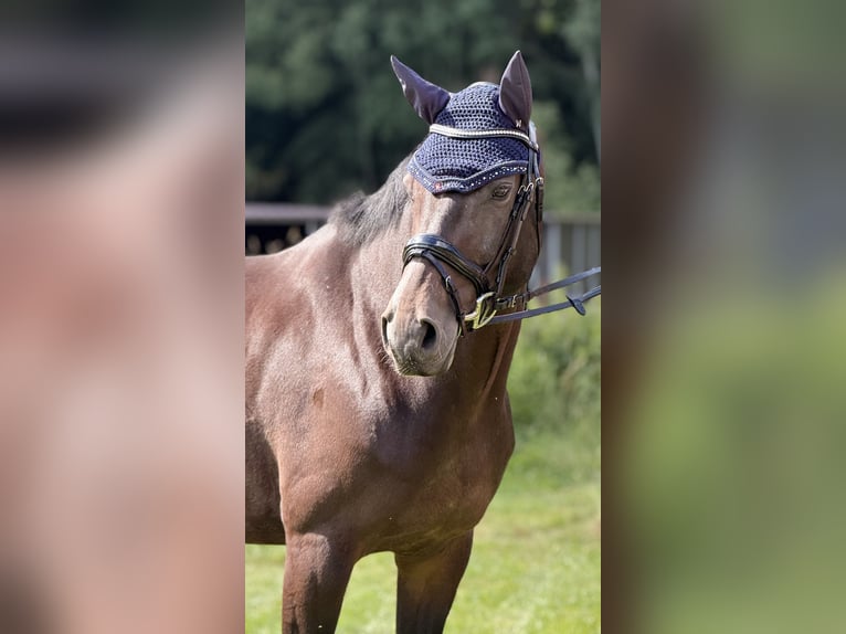 Rijnlander Merrie 10 Jaar 165 cm Bruin in Schenklengsfeld