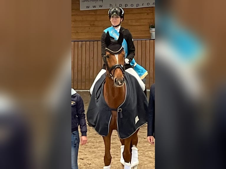 Rijnlander Merrie 10 Jaar 166 cm Vos in Essen