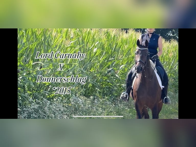 Rijnlander Merrie 10 Jaar 167 cm Donkerbruin in Euskirchen