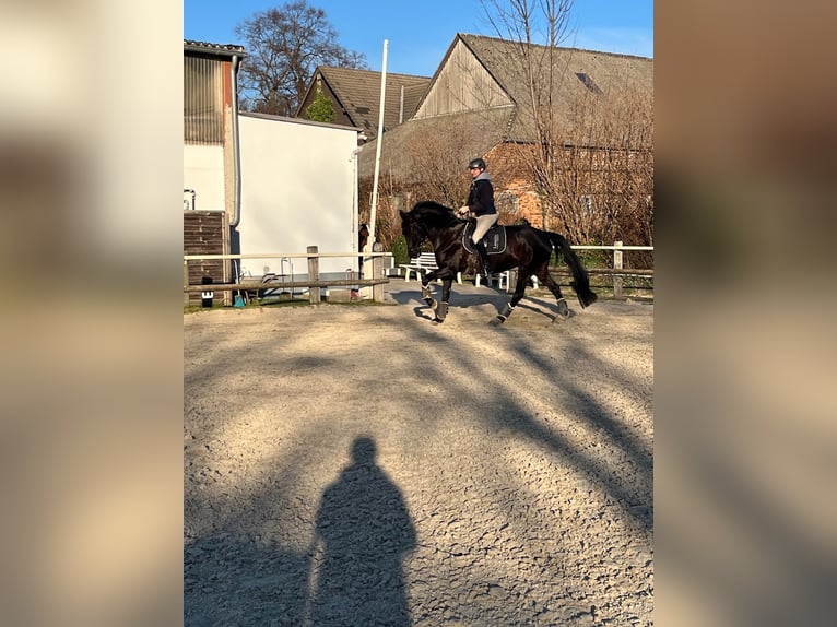 Rijnlander Merrie 10 Jaar 168 cm Zwart in Dortmund