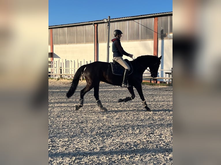 Rijnlander Merrie 10 Jaar 168 cm Zwart in Dortmund