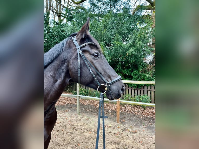 Rijnlander Merrie 10 Jaar 168 cm Zwart in Dortmund
