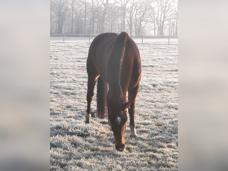 Rijnlander Merrie 10 Jaar 177 cm Donkerbruin in Telgte