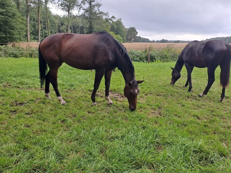 Rijnlander Merrie 10 Jaar 177 cm Donkerbruin in Telgte