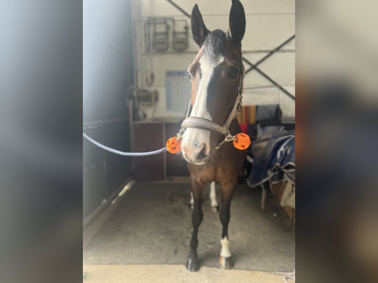 Rijnlander Merrie 11 Jaar 175 cm Bruin in Heinsberg