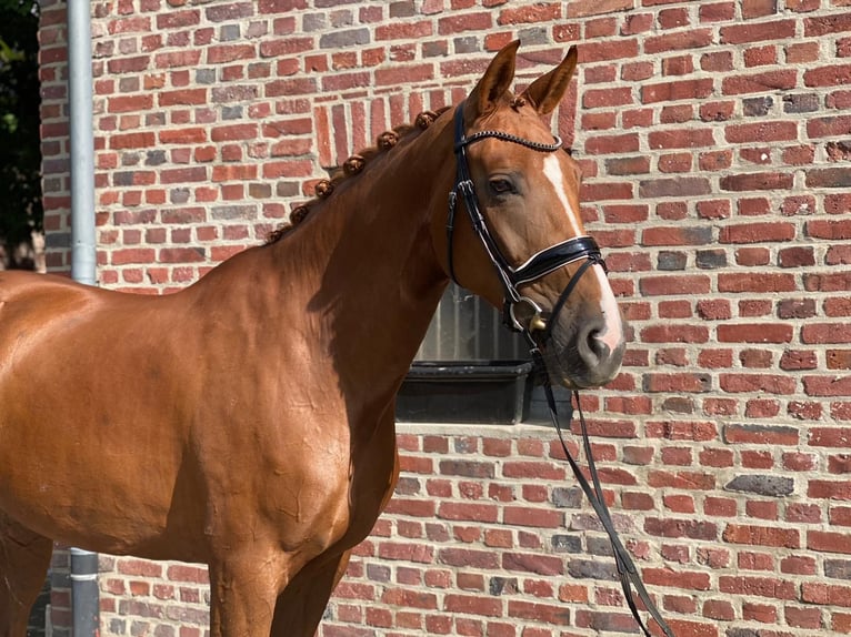 Rijnlander Merrie 11 Jaar 176 cm Vos in Moers