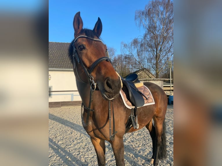Rijnlander Merrie 12 Jaar 167 cm Bruin in Bedburg