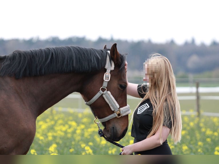Rijnlander Merrie 12 Jaar 167 cm Bruin in Bedburg