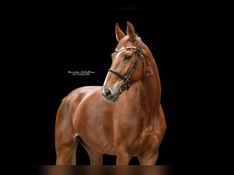 Rijnlander Merrie 12 Jaar 168 cm Vos in Friedberg