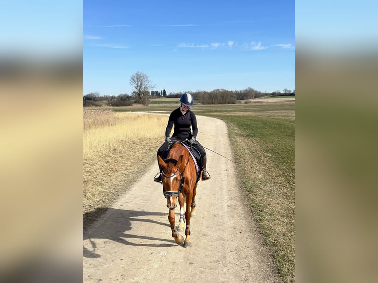 Rijnlander Merrie 12 Jaar 168 cm Vos in Friedberg