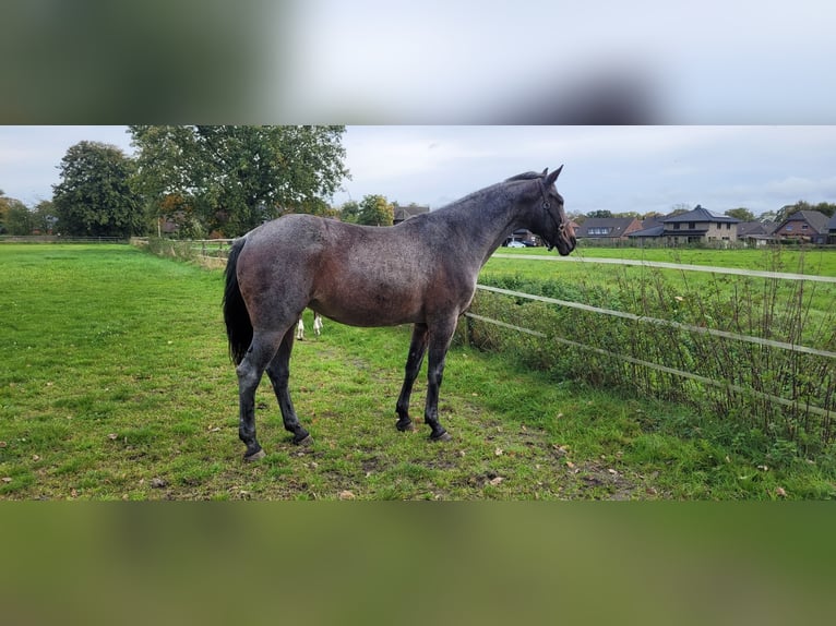 Rijnlander Merrie 12 Jaar 169 cm Roan-Blue in Issum