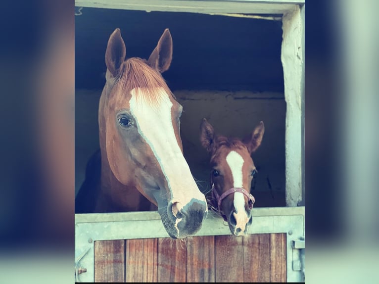 Rijnlander Merrie 12 Jaar 169 cm Roodbruin in Köln, NRW