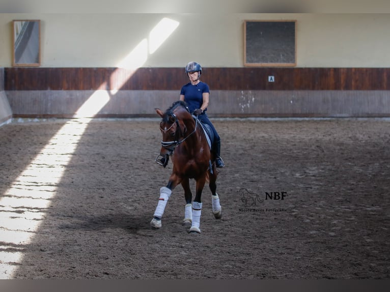 Rijnlander Merrie 12 Jaar 172 cm Bruin in EssenEssen