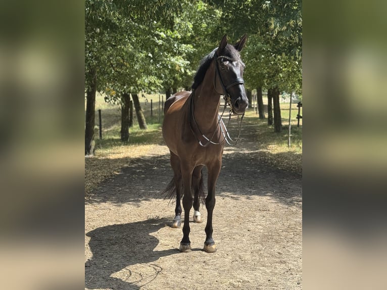 Rijnlander Merrie 12 Jaar 174 cm Zwart in Pulheim