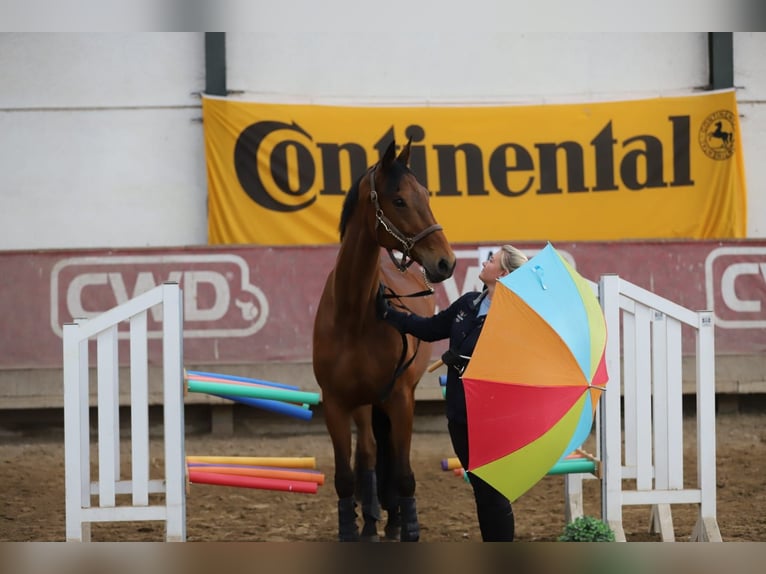 Rijnlander Merrie 12 Jaar 180 cm Bruin in D&#xFC;ren