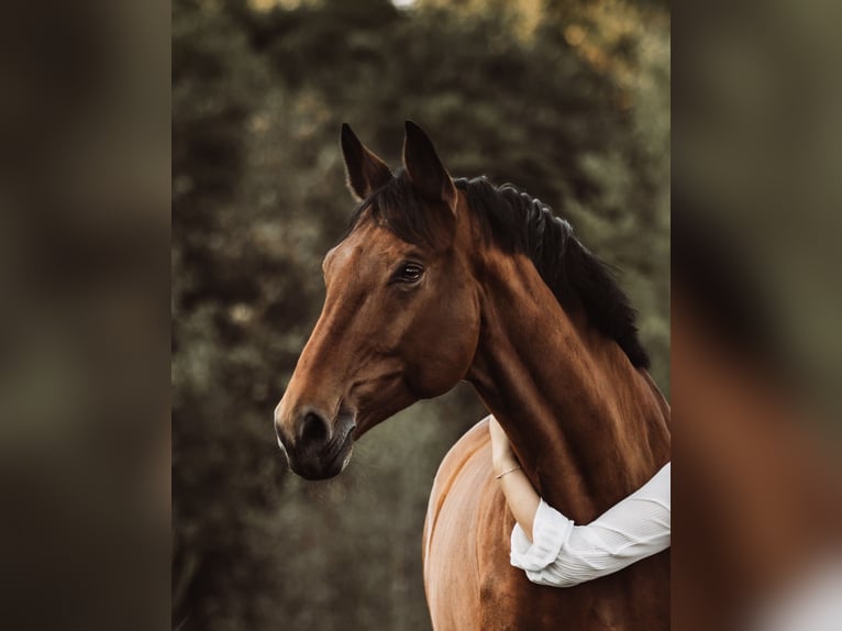 Rijnlander Merrie 12 Jaar 180 cm Bruin in D&#xFC;ren