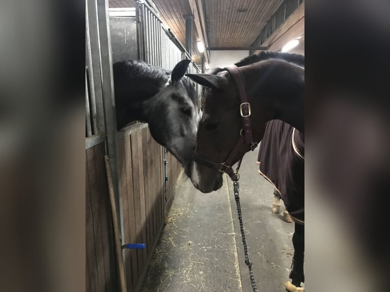 Rijnlander Merrie 13 Jaar 165 cm Bruin in Oldekerk