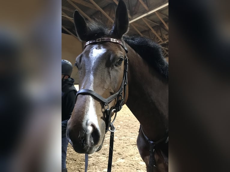 Rijnlander Merrie 13 Jaar 165 cm Bruin in Oldekerk