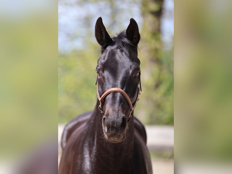 Rijnlander Merrie 13 Jaar 165 cm Zwartbruin in Taufkirchen