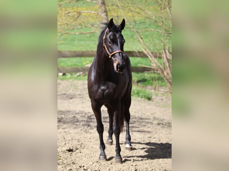 Rijnlander Merrie 13 Jaar 165 cm Zwartbruin in Taufkirchen