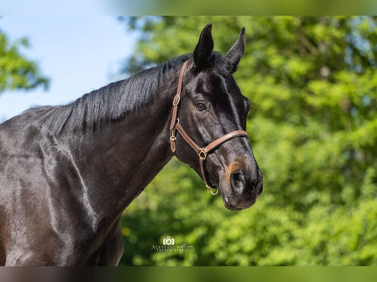 Rijnlander Merrie 13 Jaar 165 cm Zwartbruin in Taufkirchen