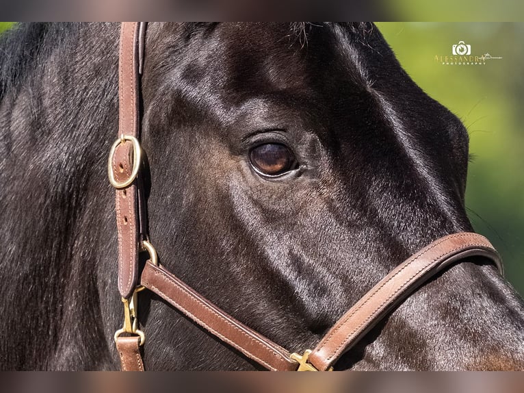 Rijnlander Merrie 13 Jaar 165 cm Zwartbruin in Taufkirchen