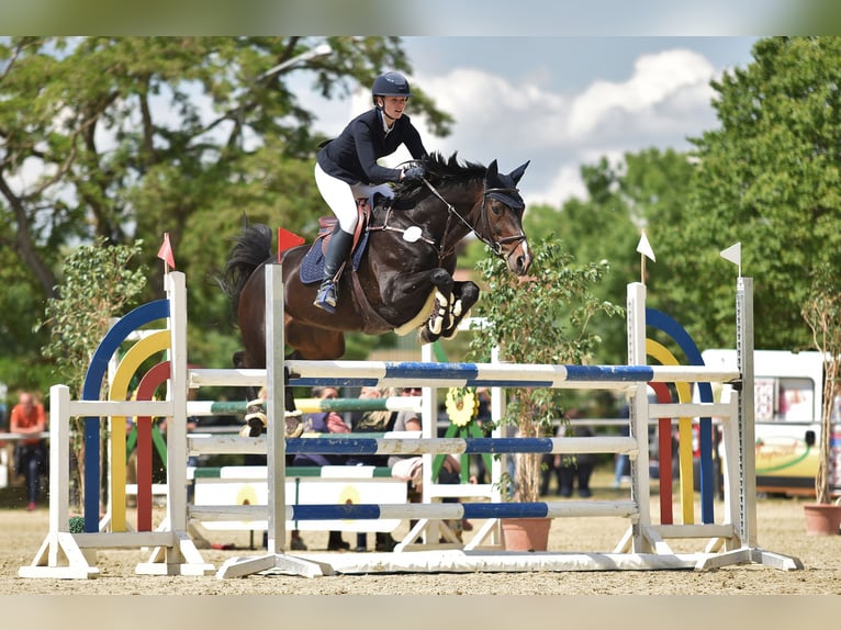 Rijnlander Merrie 13 Jaar 167 cm Donkerbruin in Gernsheim