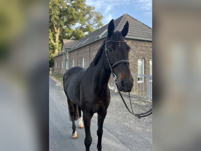 Rijnlander Merrie 13 Jaar 167 cm Donkerbruin in Goch