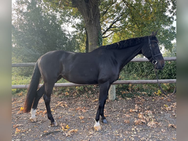 Rijnlander Merrie 13 Jaar 167 cm Donkerbruin in Goch