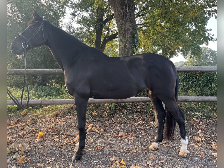 Rijnlander Merrie 13 Jaar 167 cm Donkerbruin in Goch