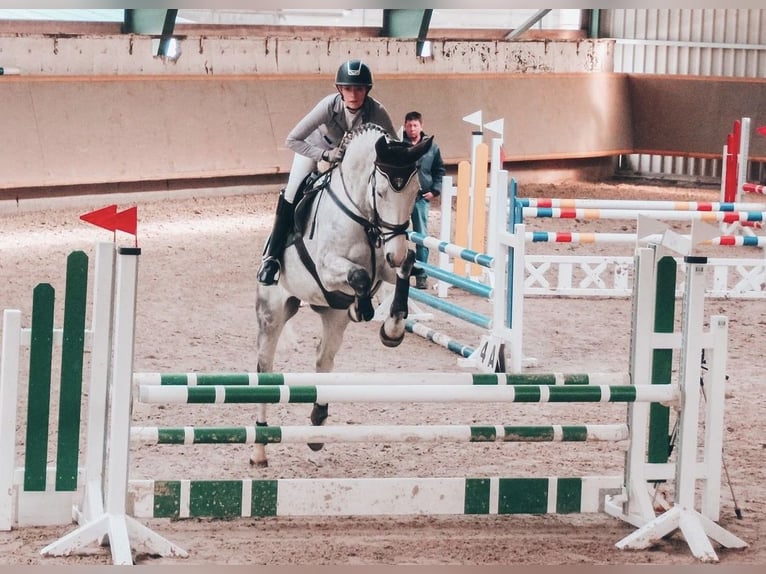 Rijnlander Merrie 13 Jaar 169 cm Vliegenschimmel in Algermissen