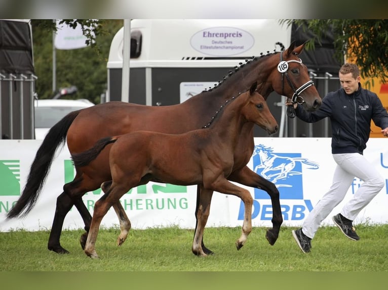 Rijnlander Merrie 13 Jaar 170 cm Bruin in Hennef