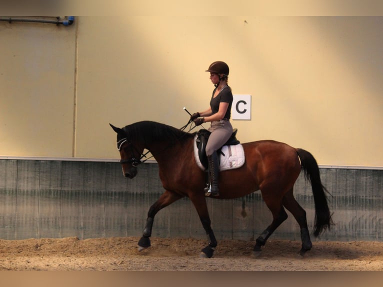 Rijnlander Merrie 14 Jaar 163 cm Bruin in Erftstadt