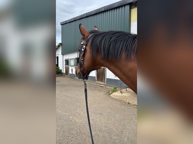 Rijnlander Merrie 14 Jaar 163 cm Bruin in Erftstadt