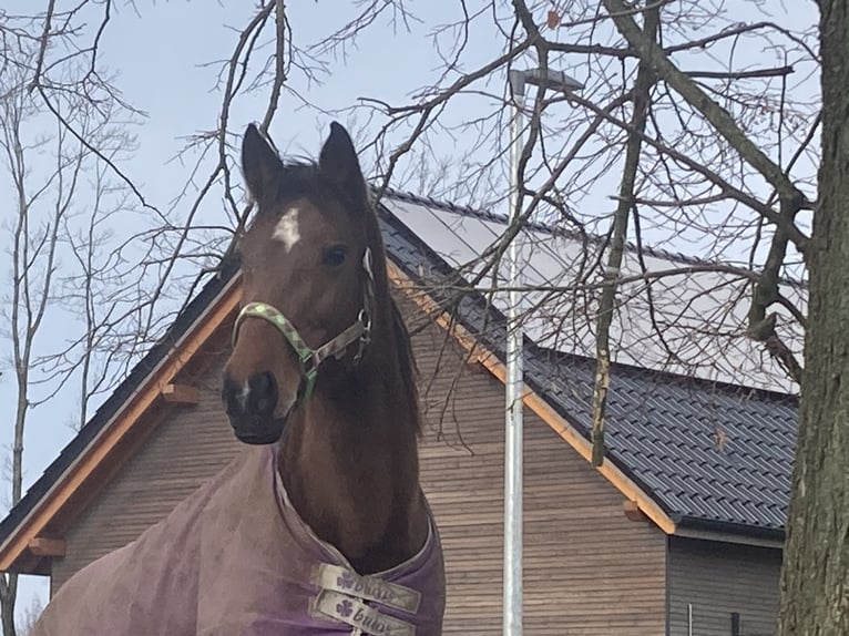 Rijnlander Merrie 14 Jaar 163 cm Bruin in Dülmen