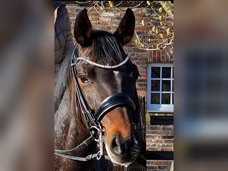 Rijnlander Merrie 14 Jaar 164 cm Donkerbruin in Köln