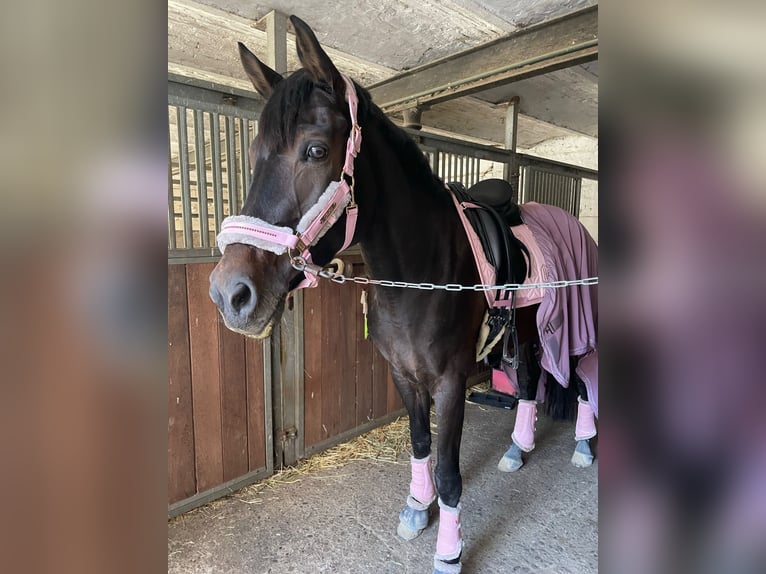 Rijnlander Merrie 14 Jaar 164 cm Donkerbruin in Übach-Palenberg